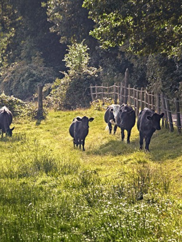 Five health benefits of grass fed beef